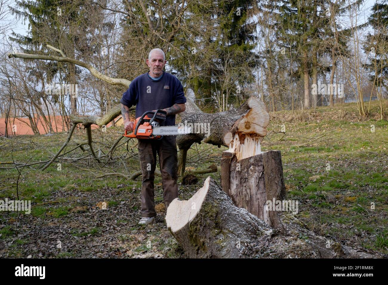 un homme plus âgé tenant une tronçonneuse husqvarna 445 près de l'arbre  vient d'être réduit du comté de zala en hongrie Photo Stock - Alamy
