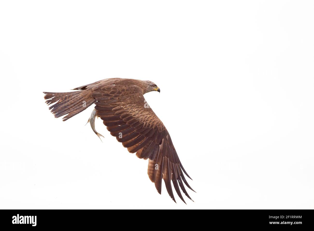 Un cerf-volant noir (Milvus migrans) volant avec un poisson qui vient d'être pêché en Allemagne. Banque D'Images