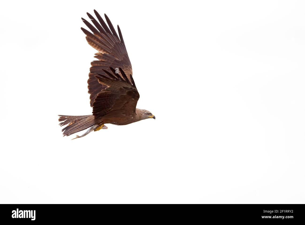 Un cerf-volant noir (Milvus migrans) volant avec un poisson qui vient d'être pêché en Allemagne. Banque D'Images