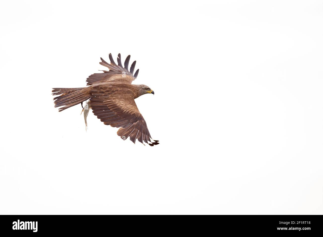 Un cerf-volant noir (Milvus migrans) volant avec un poisson qui vient d'être pêché en Allemagne. Banque D'Images