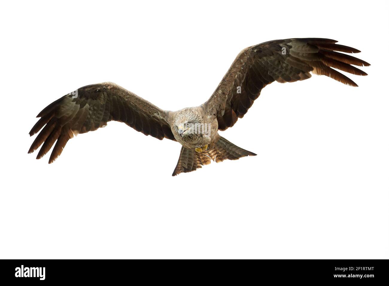 Un cerf-volant noir (Milvus migrans) volant dans la lumière du matin en Allemagne. Banque D'Images