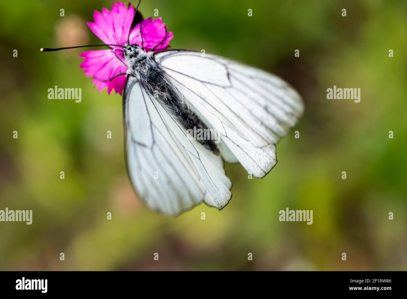 Papillon blanc à motif veiné noir assis sur la fleur rose sauvage. Gros plan ou macro de Aporia crataegi sur fond naturel de prairie flou, selecti Banque D'Images