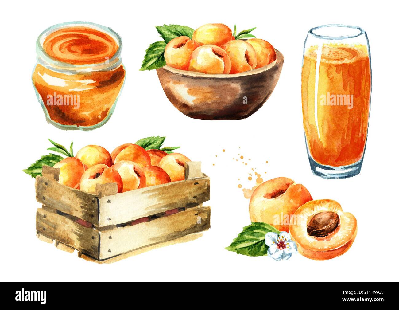 Ensemble abricot. Aquarelle illustration dessinée à la main isolée sur fond  blanc Photo Stock - Alamy