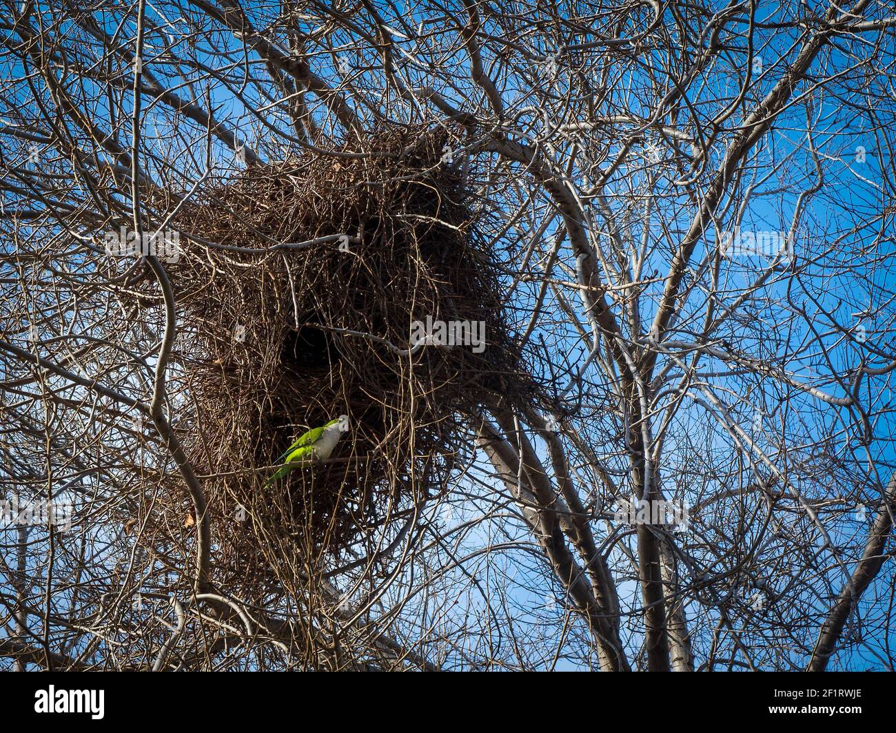 Grand Parakeet argentin nichent dans un arbre dans le parc Banque D'Images