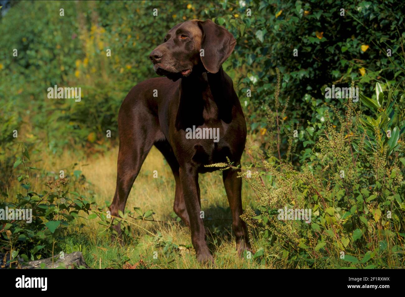 Pointeur court allemand. Chien domestique. (Canis lupus famillaris) debout dans la forêt. 1996. Banque D'Images