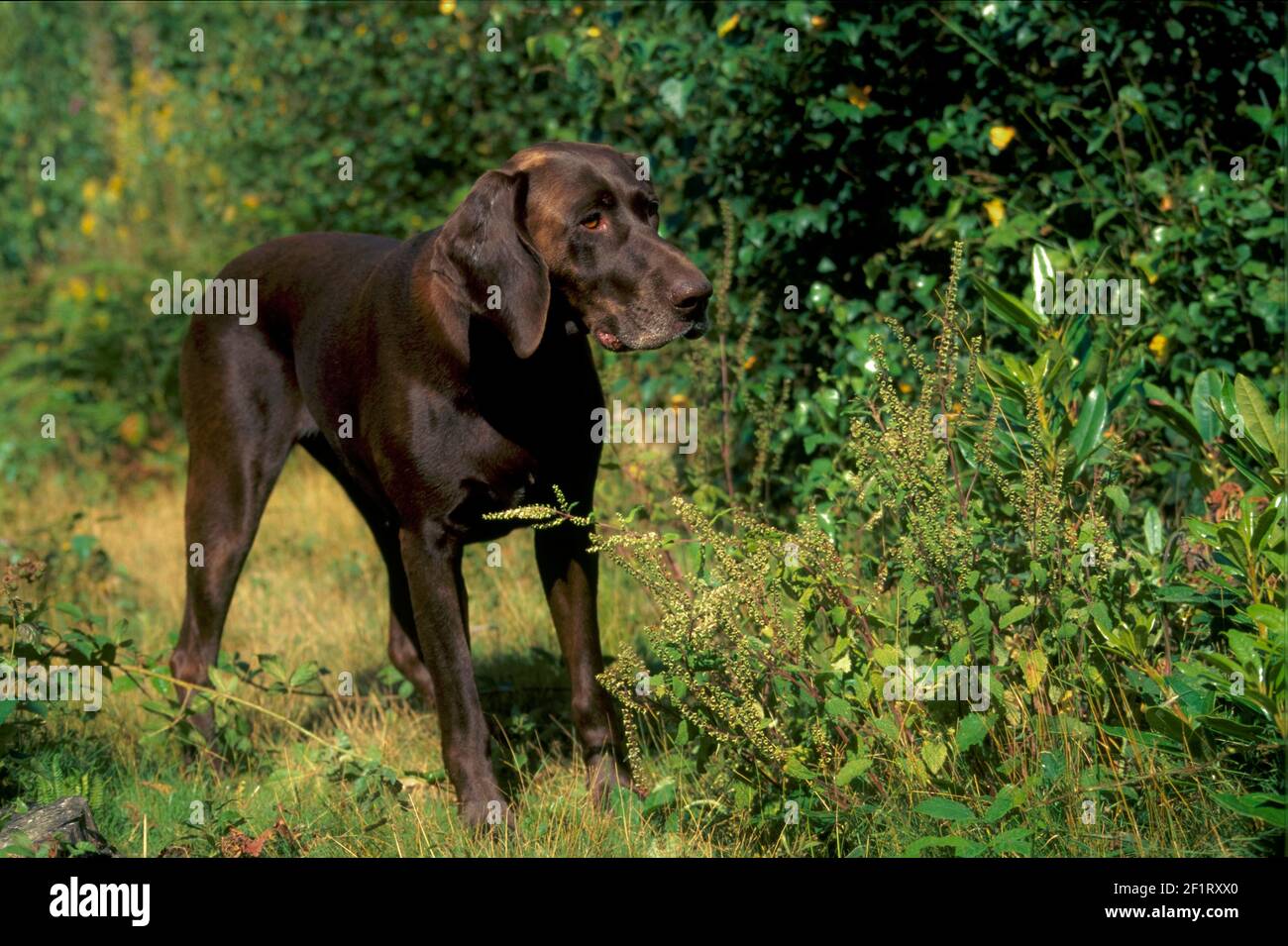 Pointeur court allemand. Chien domestique. (Canis lupus famillaris) debout dans la forêt. 1996. Banque D'Images