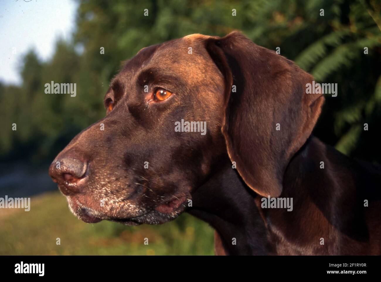 Pointeur court allemand. Chien domestique (Canis lupus famillaris) debout dans la forêt. 1996. Banque D'Images