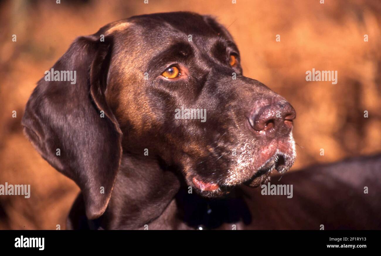 Pointeur court allemand.Chien domestique (Canis lupus famillaris) debout à Bracken.1996. Banque D'Images