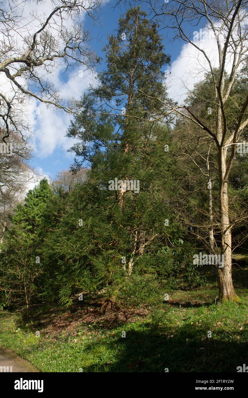 Feuillages d'hiver de la conifère Evergreen arbre de cèdre japonais (Cryptomeria japonica) croissant dans un jardin des bois dans le Devon rural, Angleterre, Royaume-Uni Banque D'Images