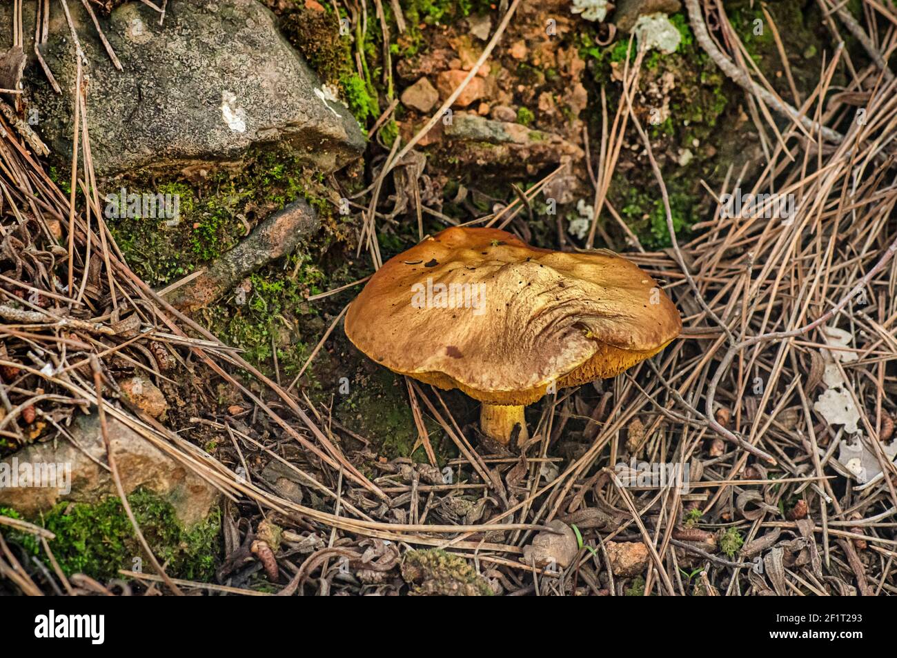 Macro gros plan photographie de champignons et de sous-croissance dans la nature Sardaigne Banque D'Images