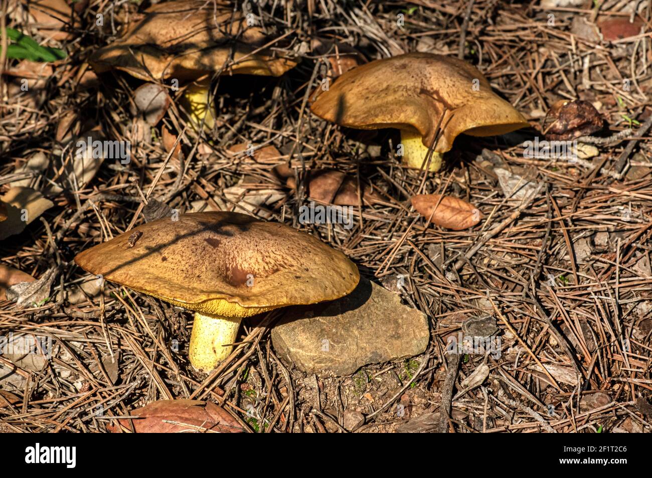 Macro gros plan photographie de champignons et de sous-croissance dans la nature Sardaigne Banque D'Images