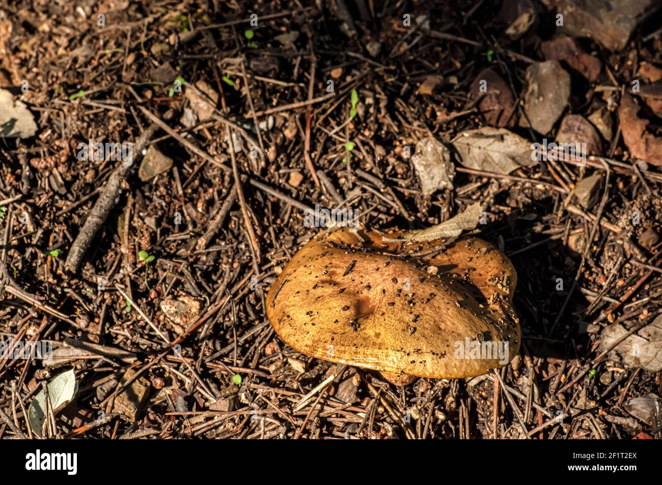 Macro gros plan photographie de champignons et de sous-croissance dans la nature Sardaigne Banque D'Images