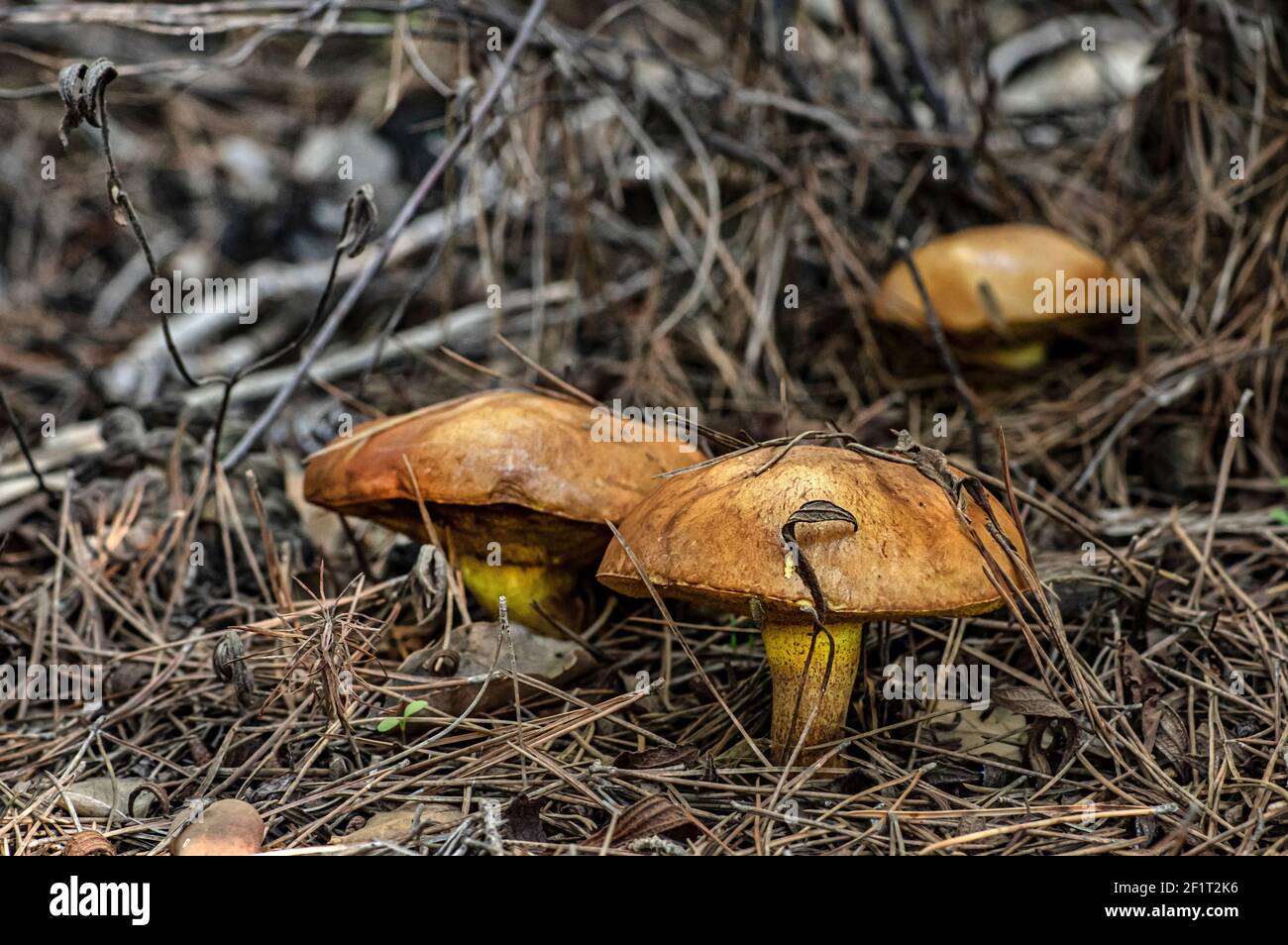 Macro gros plan photographie de champignons et de sous-croissance dans la nature Sardaigne Banque D'Images