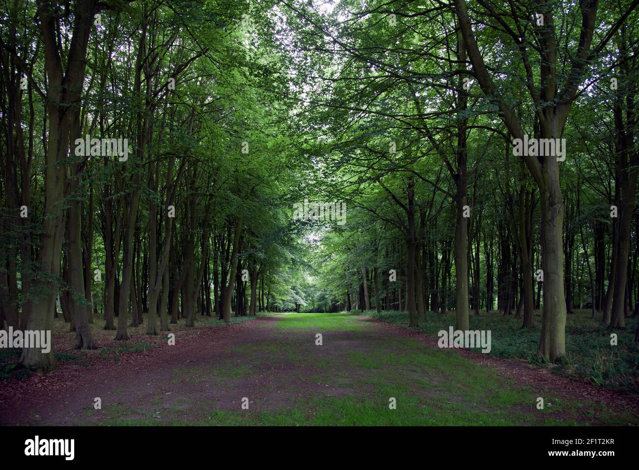 Sur les arbres à Badbury Clump, Oxfordshire, faisant une promenade paisible en été Banque D'Images