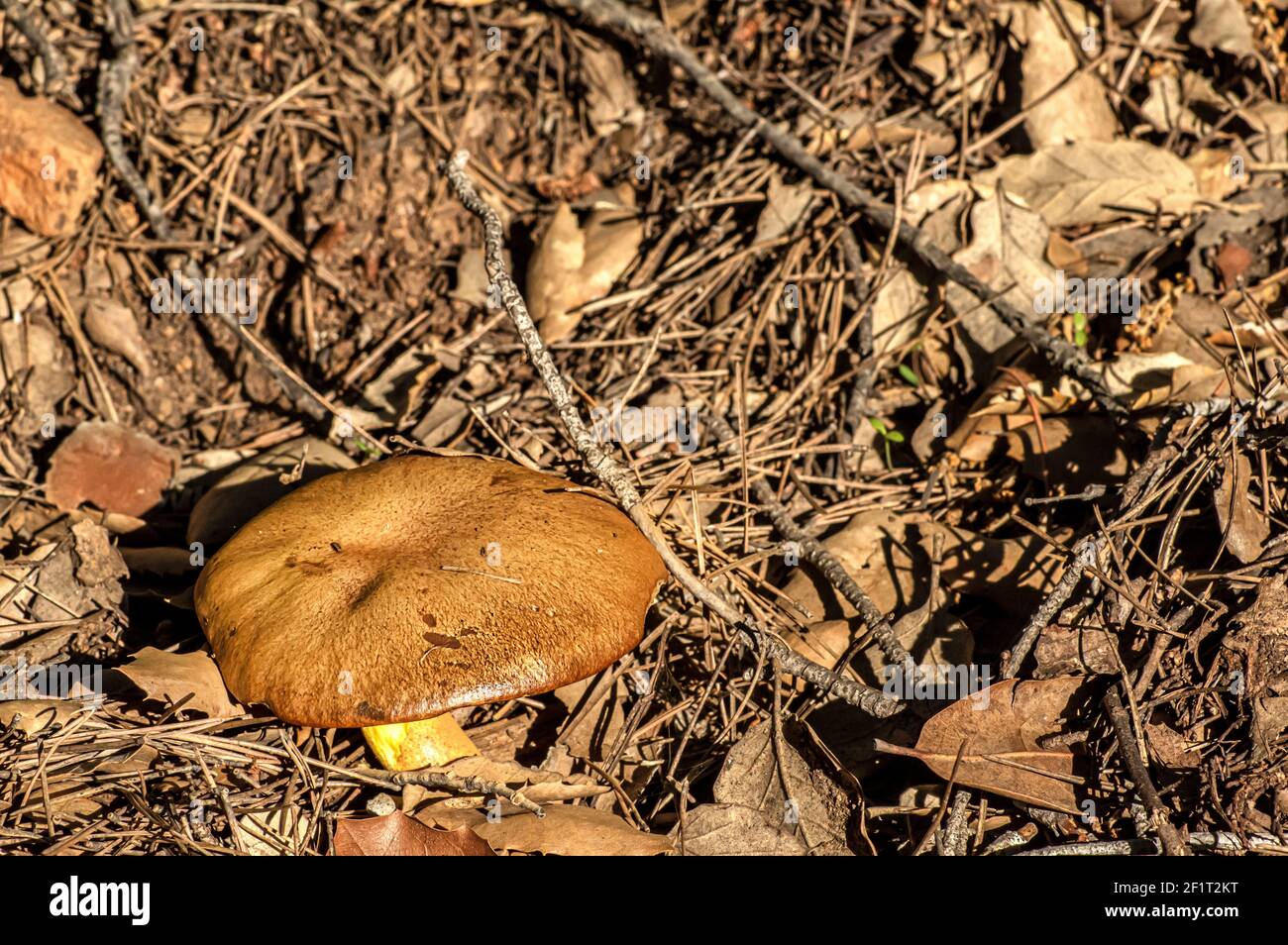 Macro gros plan photographie de champignons et de sous-croissance dans la nature Sardaigne Banque D'Images