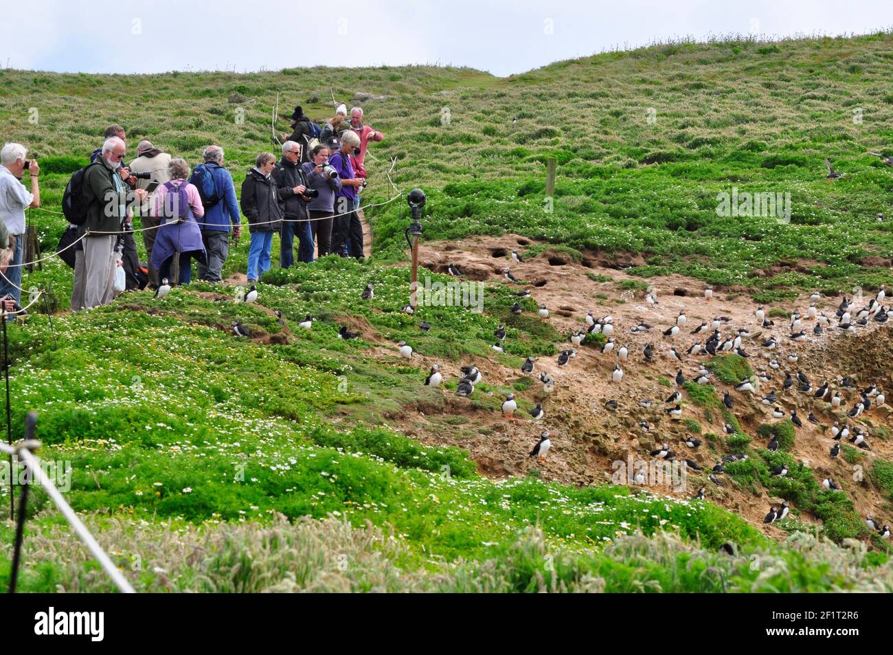 Foule de visiteurs sur l'île Skomer bloquant le chemin de certains des Puffins à leurs terrows nicheurs.Pembrokeshire. Banque D'Images