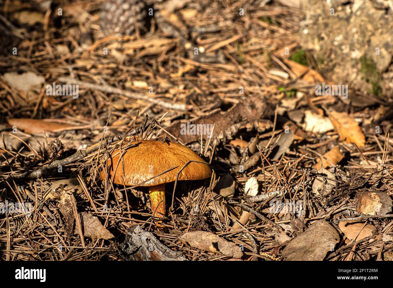 Macro gros plan photographie de champignons et de sous-croissance dans la nature Sardaigne Banque D'Images