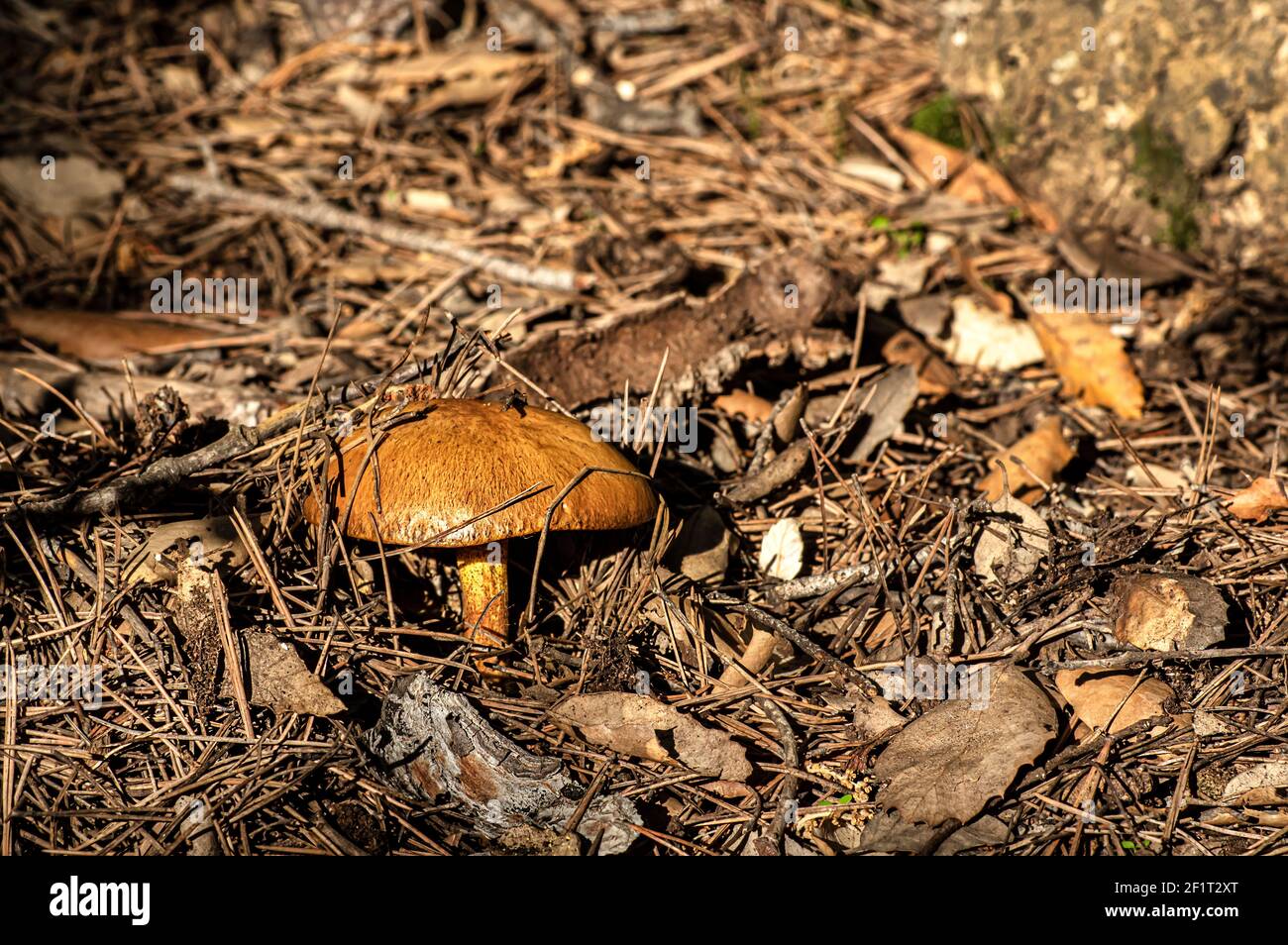 Macro gros plan photographie de champignons et de sous-croissance dans la nature Sardaigne Banque D'Images