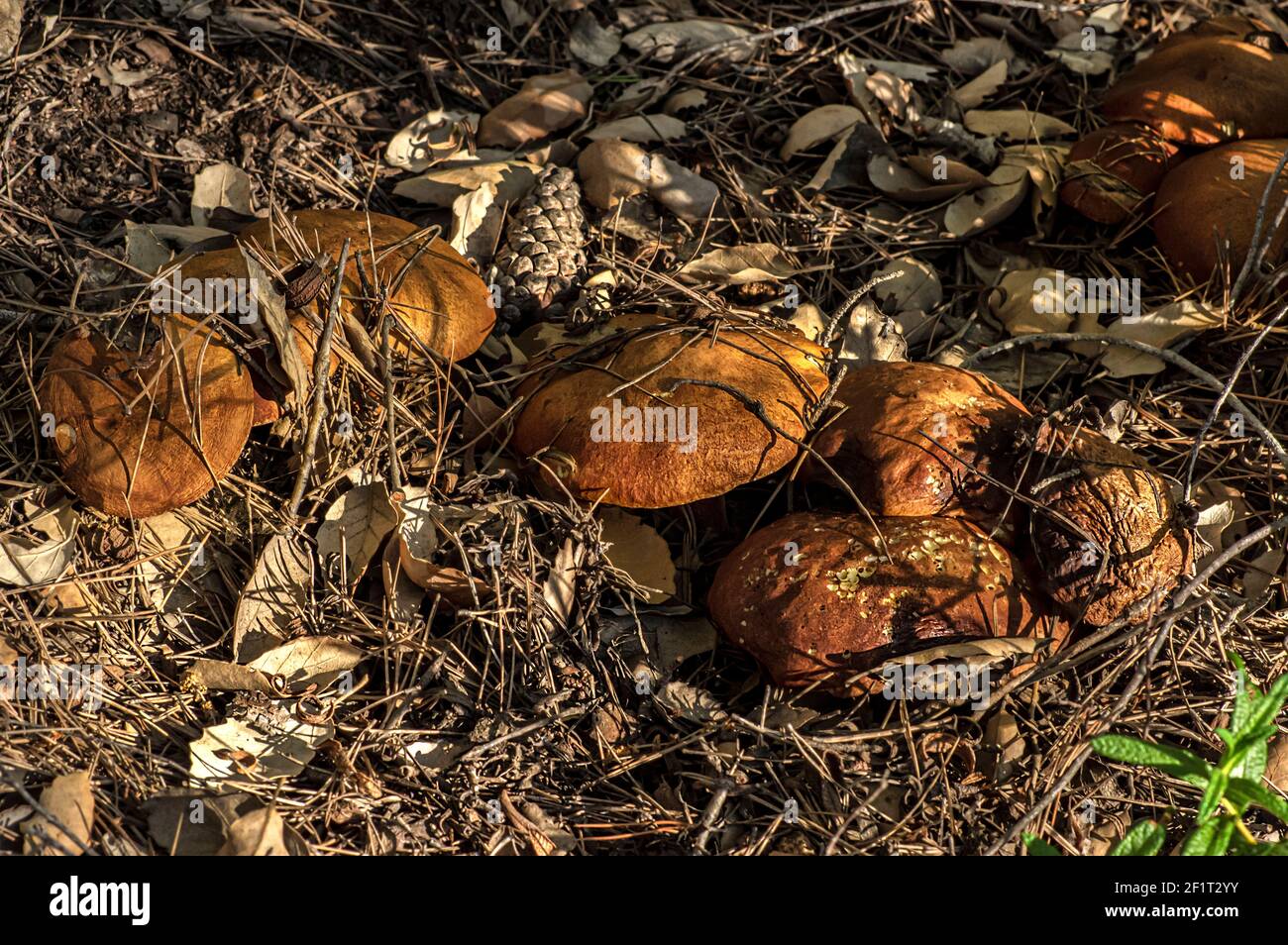 Macro gros plan photographie de champignons et de sous-croissance dans la nature Sardaigne Banque D'Images