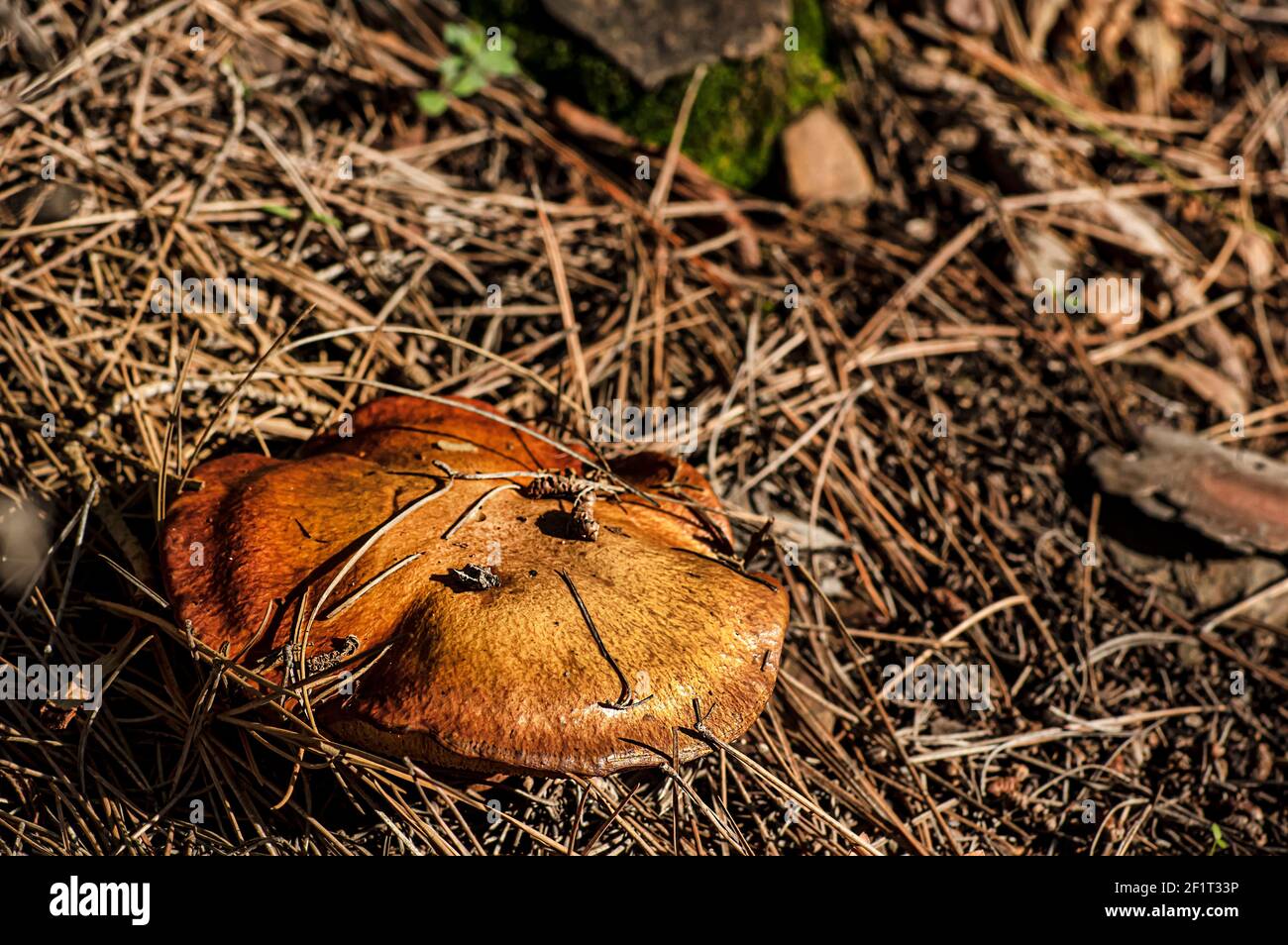 Macro gros plan photographie de champignons et de sous-croissance dans la nature Sardaigne Banque D'Images