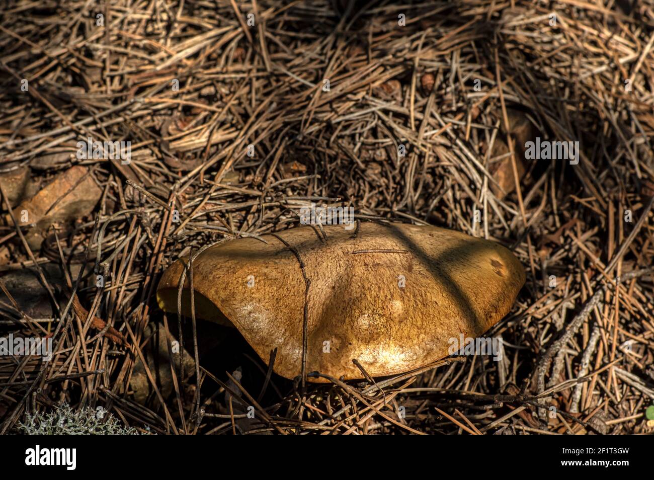 Macro gros plan photographie de champignons et de sous-croissance dans la nature Sardaigne Banque D'Images