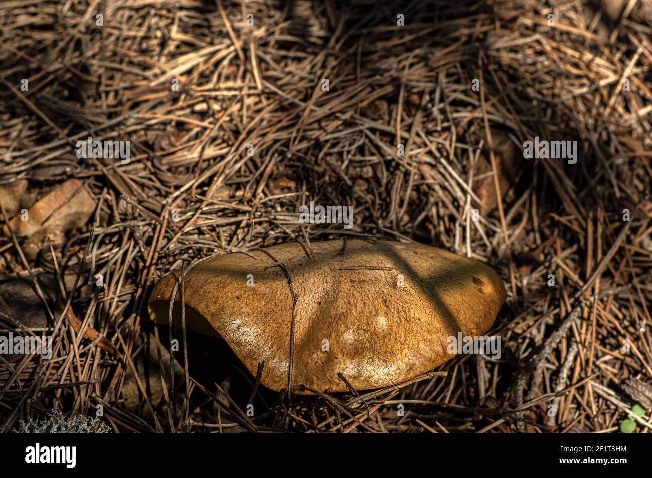 Macro gros plan photographie de champignons et de sous-croissance dans la nature Sardaigne Banque D'Images