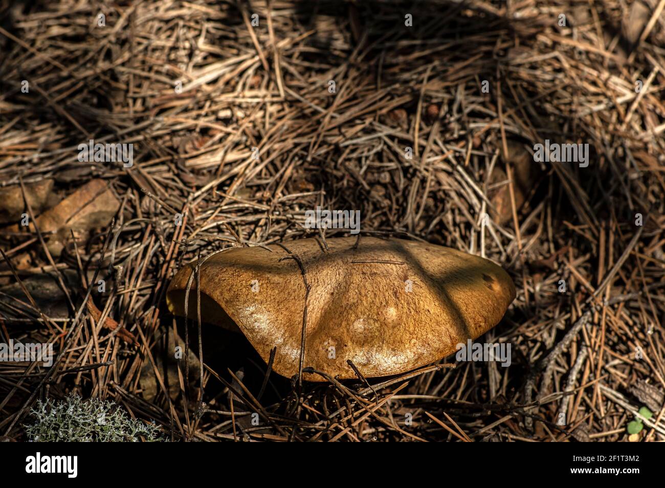 Macro gros plan photographie de champignons et de sous-croissance dans la nature Sardaigne Banque D'Images