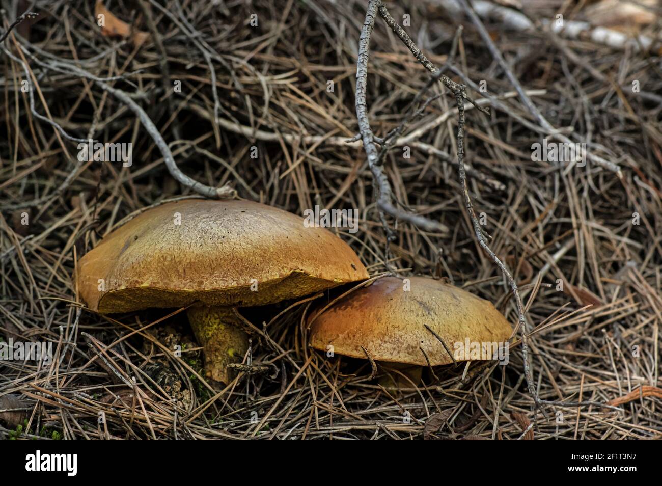 Macro gros plan photographie de champignons et de sous-croissance dans la nature Sardaigne Banque D'Images