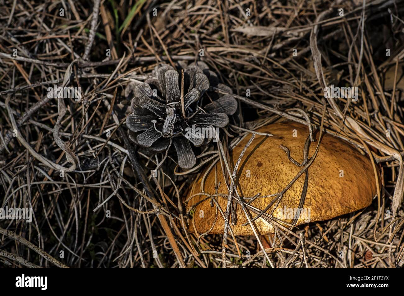 Macro gros plan photographie de champignons et de sous-croissance dans la nature Sardaigne Banque D'Images