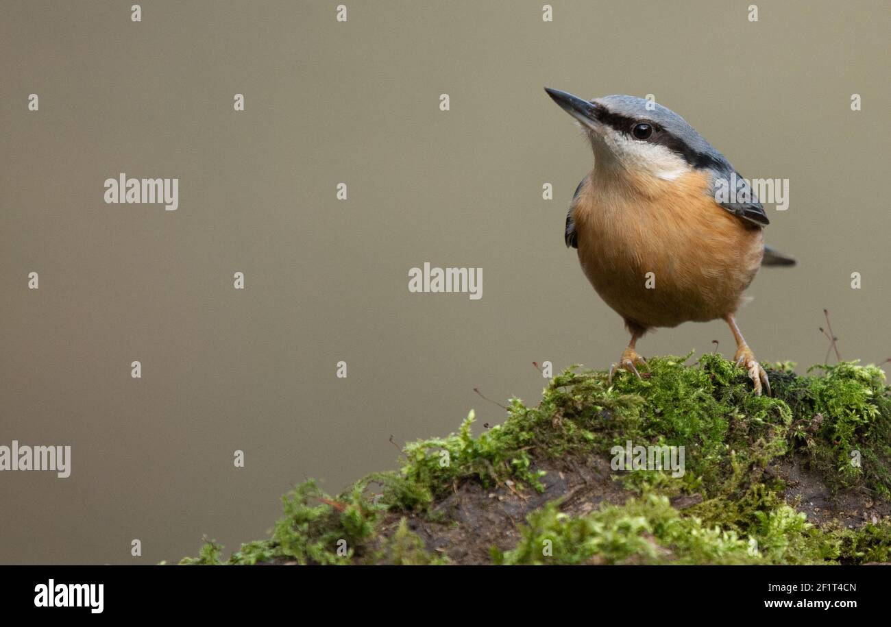 Nuthatch eurasien perchée sur une bûche recouverte de mousse. Banque D'Images