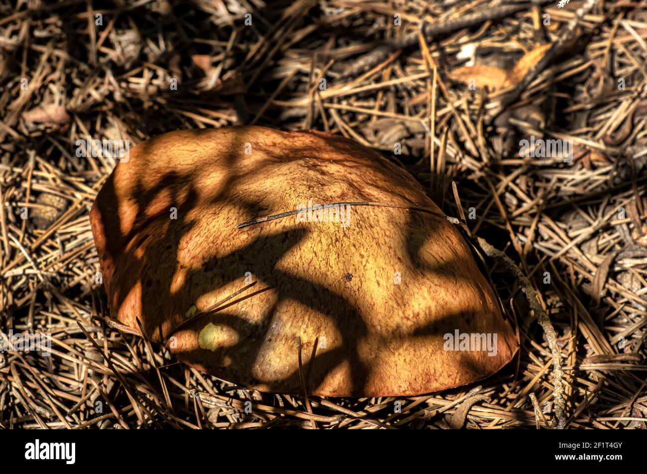 Macro gros plan photographie de champignons et de sous-croissance dans la nature Sardaigne Banque D'Images