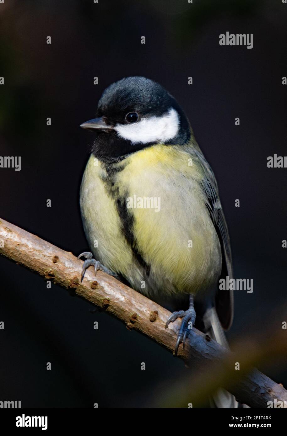 Super Tit perché sur une branche. Banque D'Images