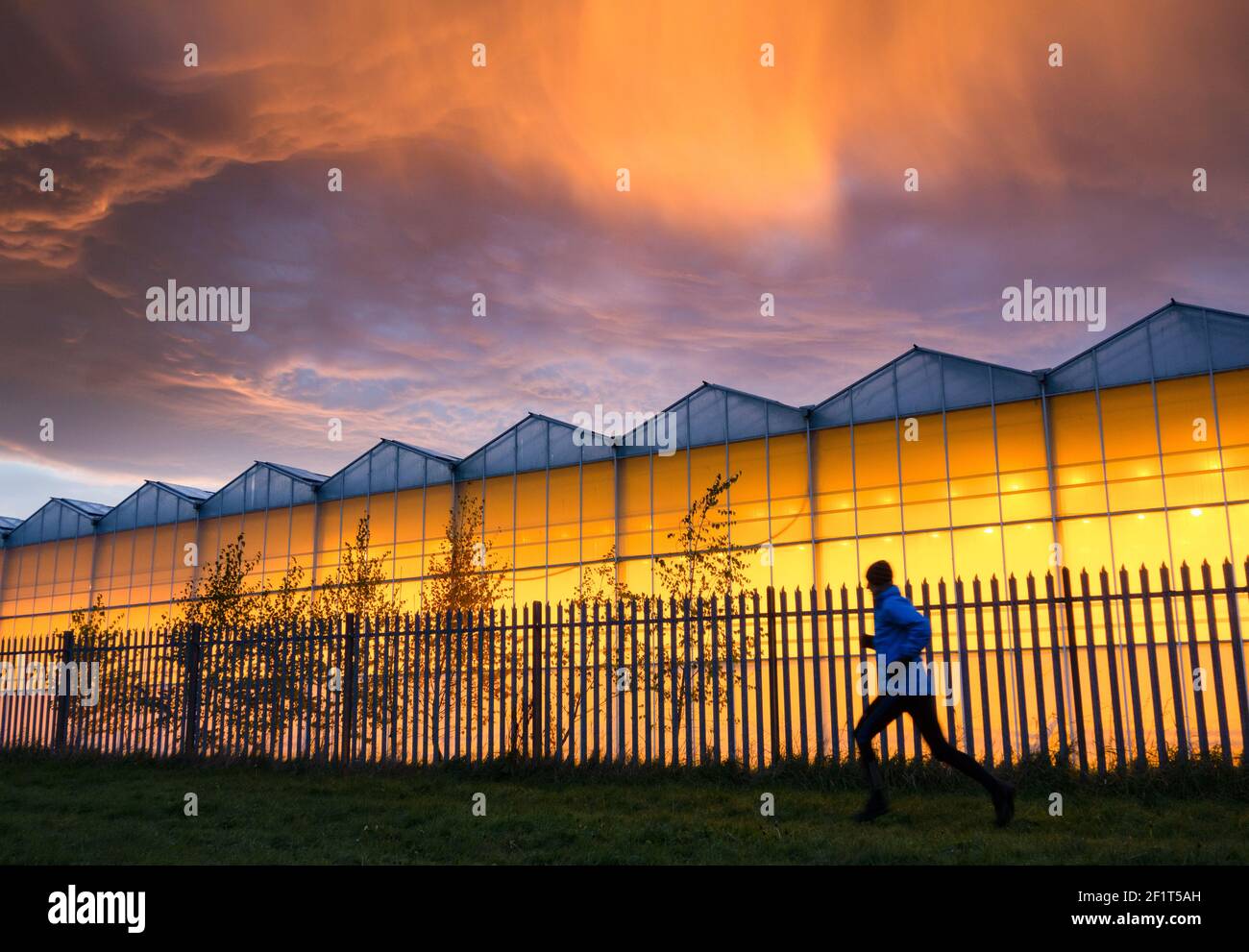 Billingham, Teesside, nord-est de l'Angleterre. ROYAUME-UNI. Jogger et le ciel avant le lever du soleil au-dessus de APS Growers 38 acres (15ha) de serres utilisées pour cultiver des tomates. Banque D'Images