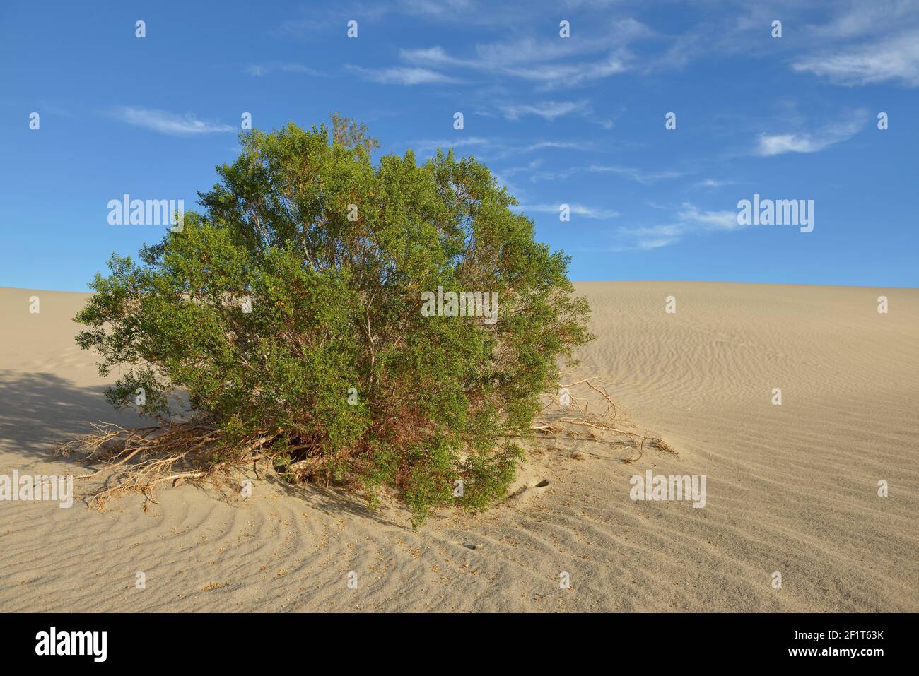Le Bush de Mesquite pousse sur les dunes, dunes de sable de Mesquite Flat, Vallée de la mort, Californie Banque D'Images