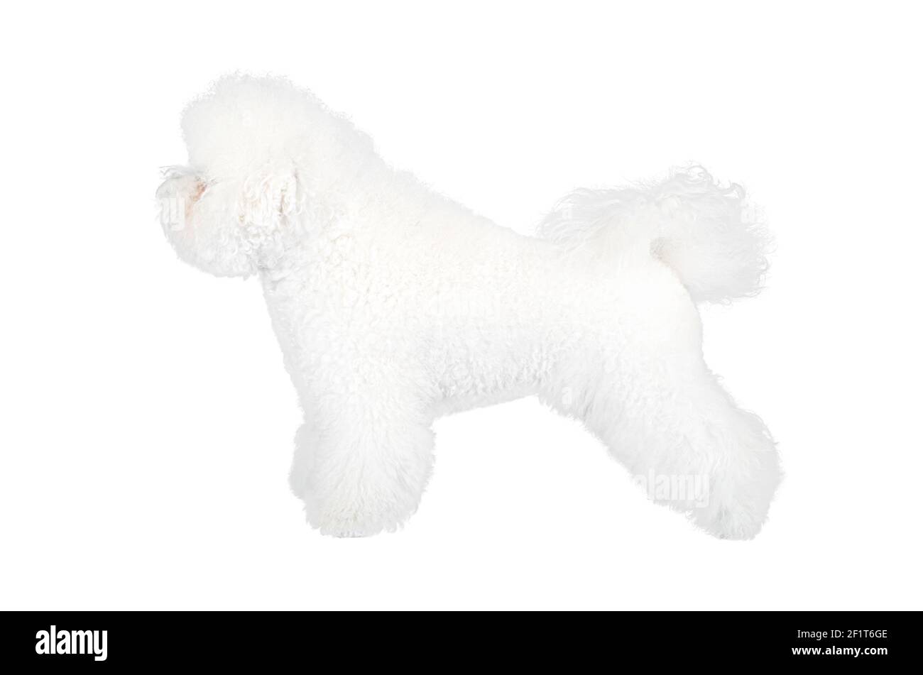 Vue latérale d'un joli chien Bichon Frise se posant en avant, isolé du blanc. Banque D'Images