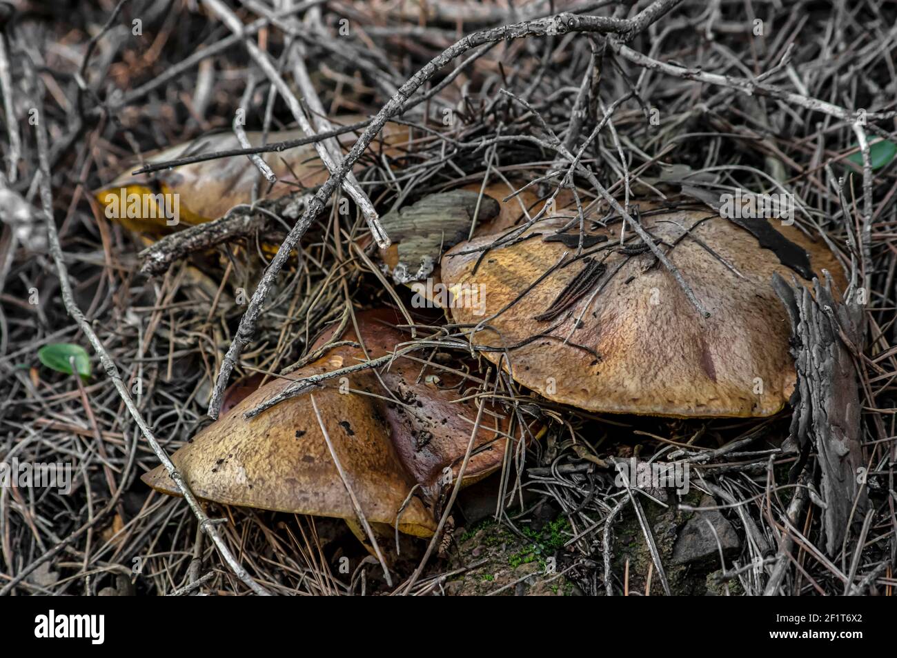 Macro gros plan photographie de champignons et de sous-croissance dans la nature Sardaigne Banque D'Images