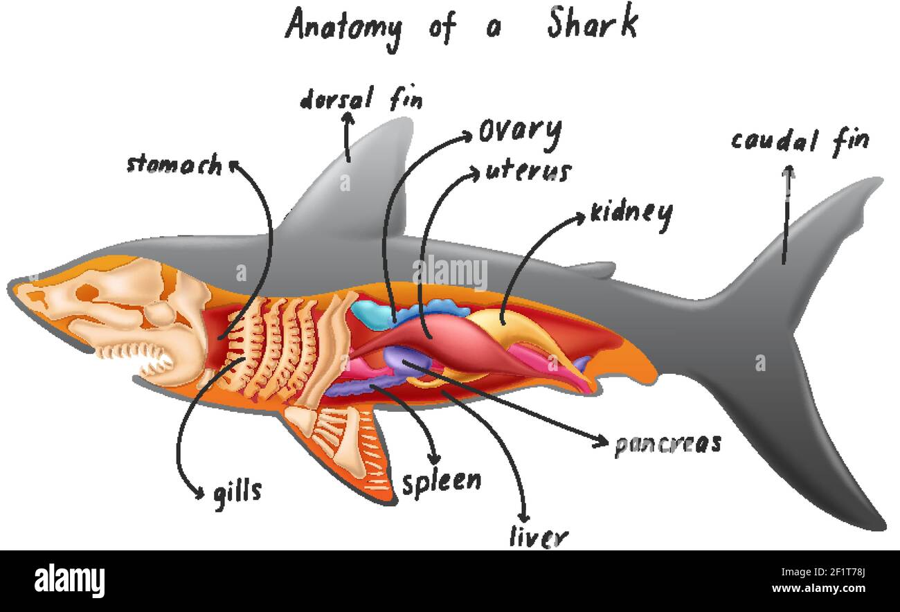 Anatomie d'une illustration Shark Illustration de Vecteur