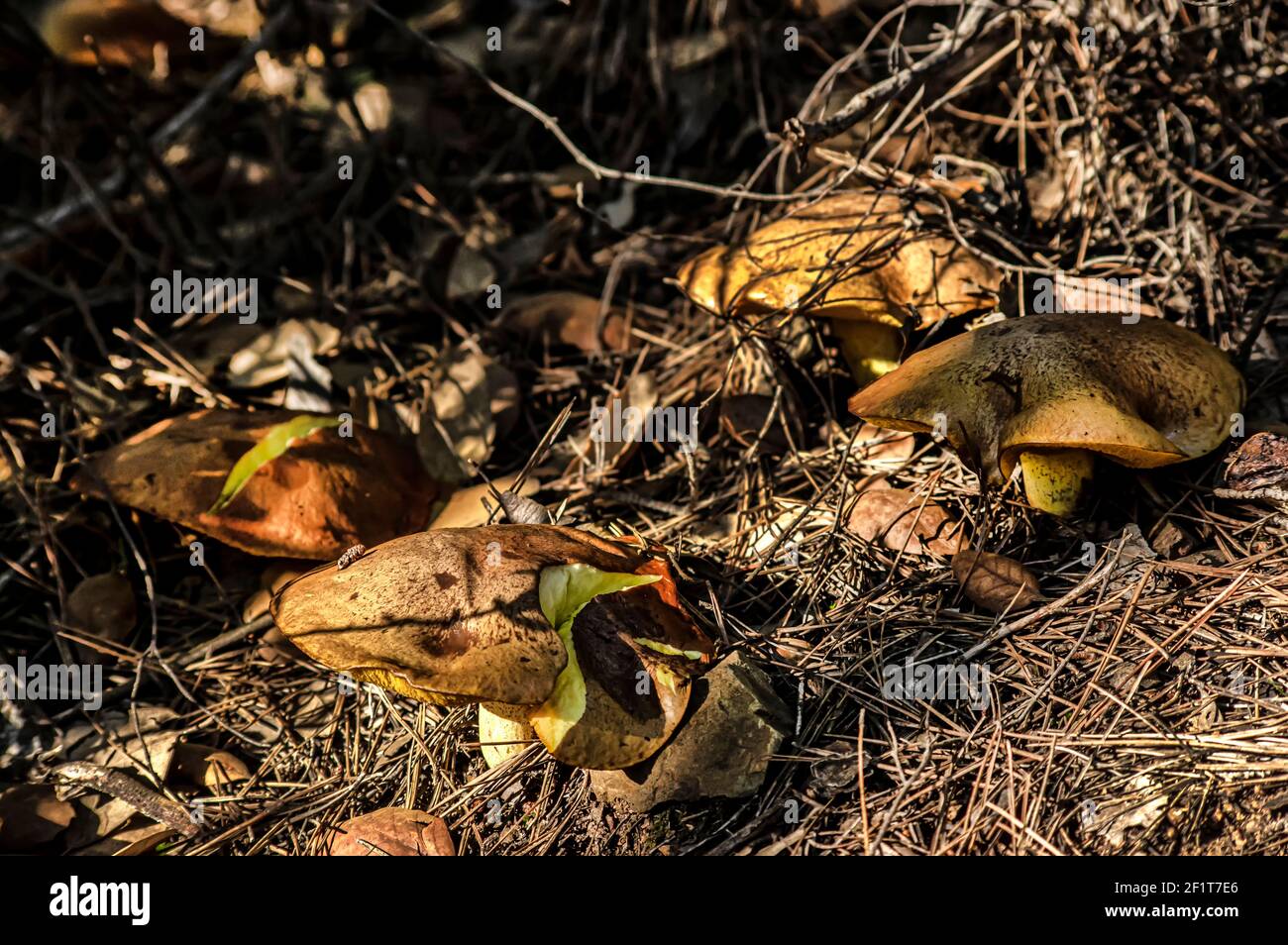 Macro gros plan photographie de champignons et de sous-croissance dans la nature Sardaigne Banque D'Images