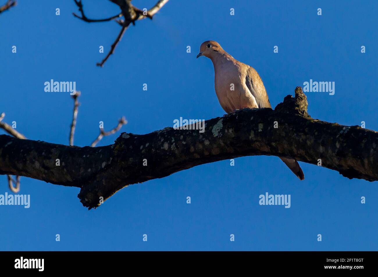 Une colombe en deuil (Zenaida macroura) perçant sur une branche d'arbre contre le ciel bleu. Il donne sur le bois épais qu'il perchait. Un oiseau de jeu commun dans Banque D'Images Une colombe en deuil (Zenaida macroura) perçant sur une branche d'arbre contre le ciel bleu. Il donne sur le bois épais qu'il perchait. Un oiseau de jeu commun dans Banque D'Images