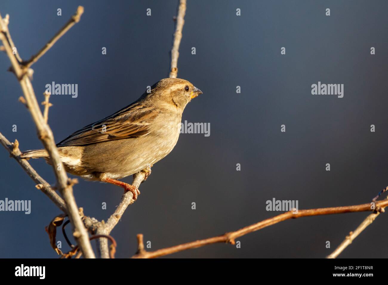 Une maison femelle finch ( Haemorhous mexicanus ) perche sur une brousse sans feuilles en hiver. Cet oiseau, originaire de l'Amérique du Nord, a des mâles rouges vibrants a Banque D'Images