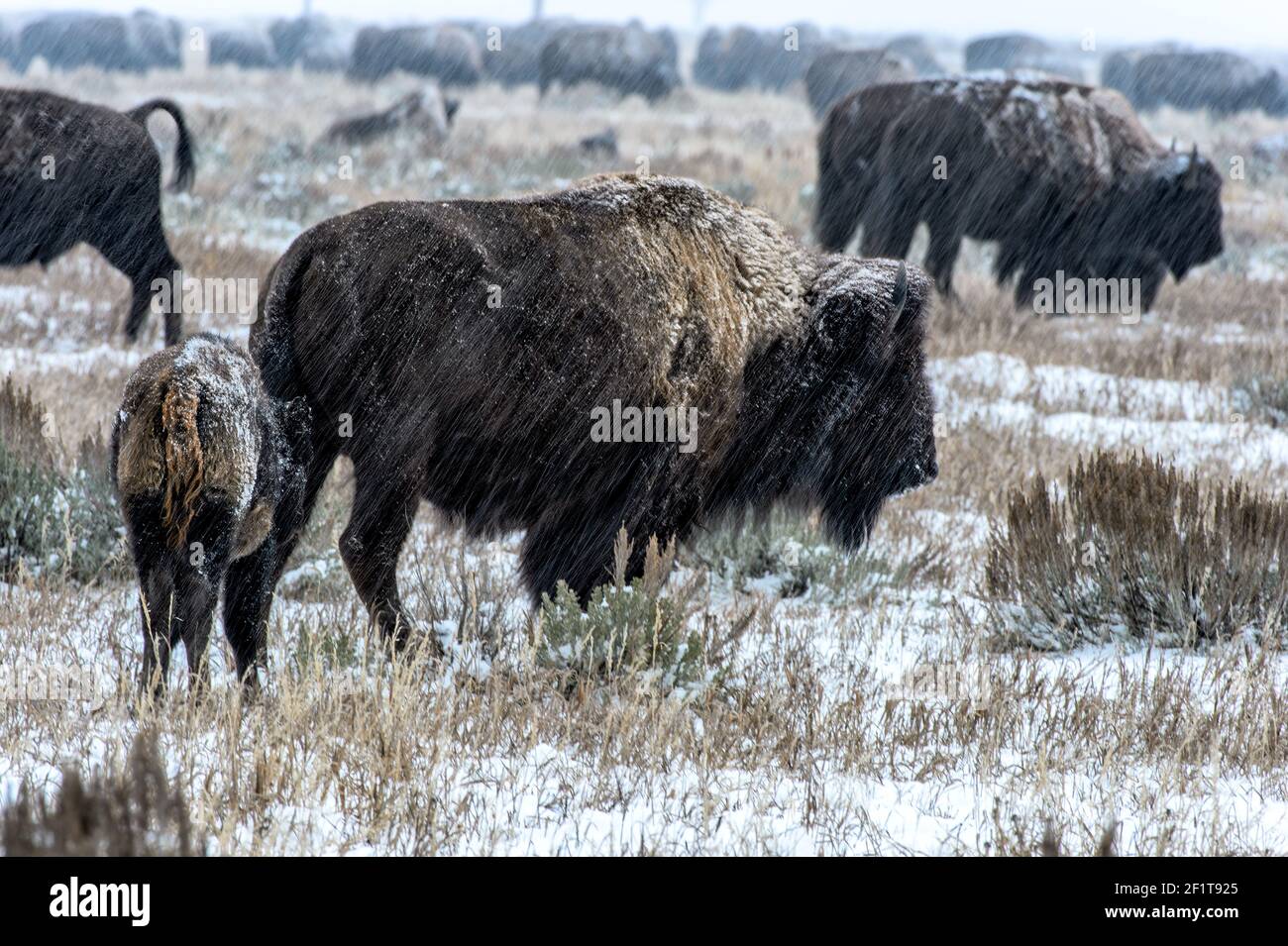 Troupeau de bisons pendant une tempête de neige au Grand Teton National Stationnement Banque D'Images