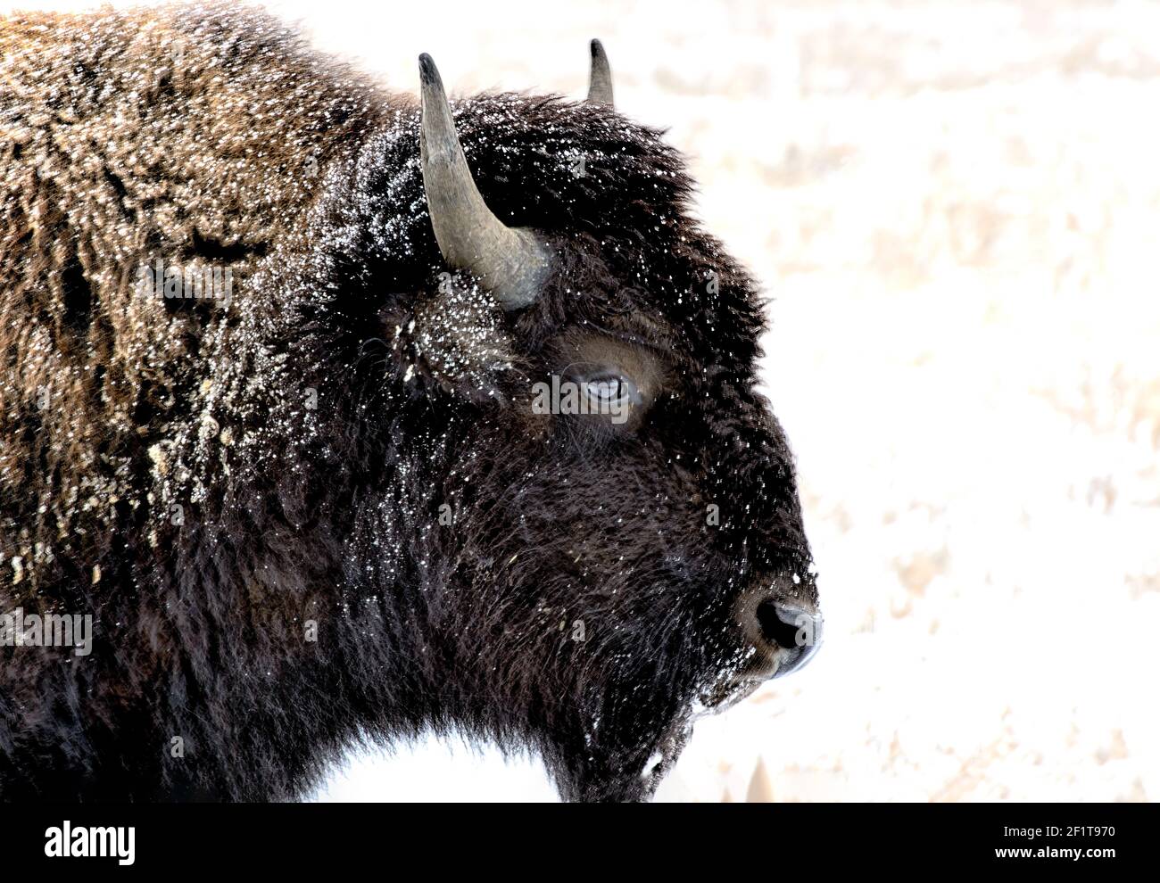 Portrait d'un Bison américain pendant une tempête de neige Banque D'Images