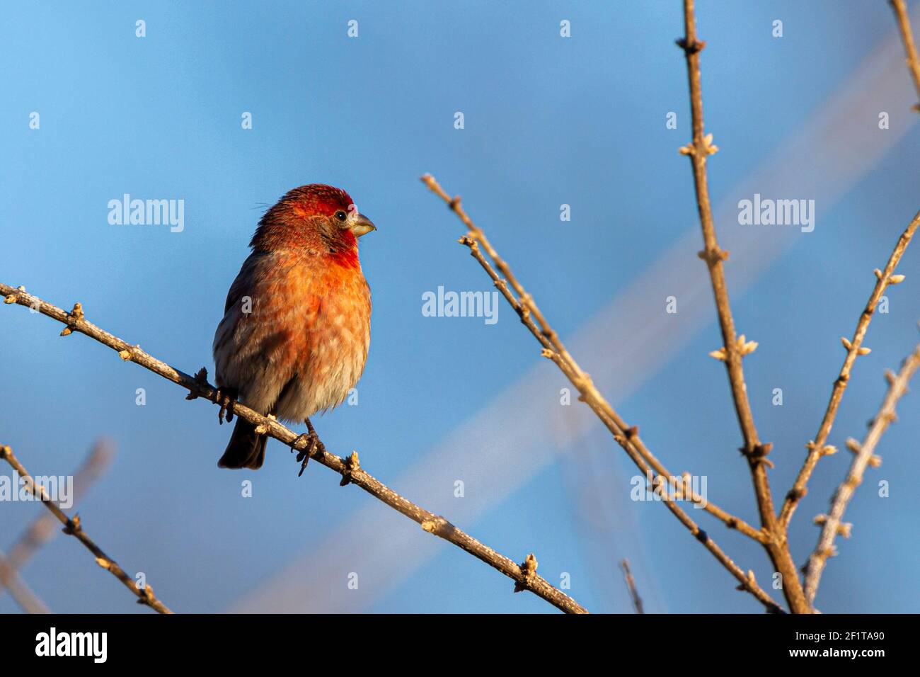 Une maison mâle adulte finch ( Haemorhous mexicanus) perçant sur la branche sans feuilles d'un arbuste en hiver. Les mâles ont une coloration rouge unique dans le ventre, la poitrine a Banque D'Images