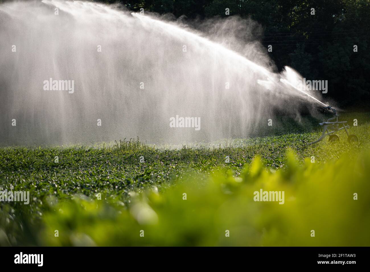 Agriculture intense champ de maïs irrigué avec des quantités énormes de l'eau par une chaude journée d'été Banque D'Images