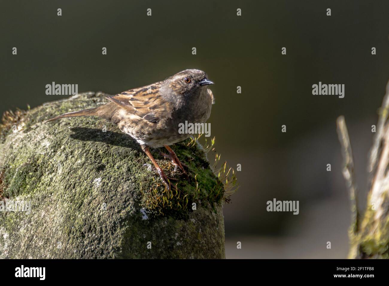 Un dunnock / hedge sparrow / Hedge accentor (Prunella modularis) sur une statue en pierre de mousse en plein soleil d'hiver (Angleterre, Royaume-Uni) Banque D'Images