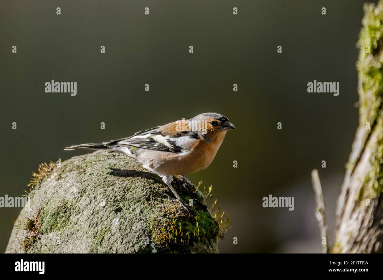 Un chaffinch mâle (Fringilla coelebs) perche au-dessus d'une statue en pierre de mousse en plein soleil d'hiver (Angleterre, Royaume-Uni) Banque D'Images