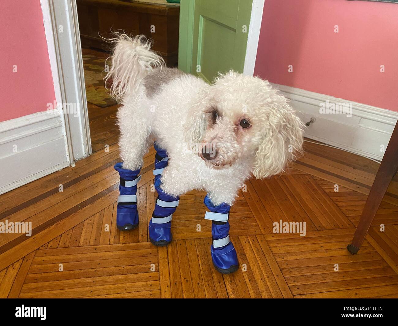 Le chien s'habitue à marcher dans ses nouvelles bottes de neige. Banque D'Images