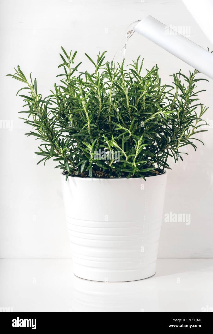 Le romarin frais pousse dans un pot de fleurs à l'intérieur. La plante est arrosée d'un arrosoir. Décoration intérieure scandinave blanche. Banque D'Images