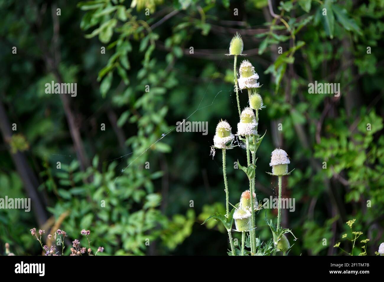 Dipsacus fullonum ou Dipsacus sylvestris, également connu sous le nom de cuillerée à thé sauvage ou cuillerée à café. Mise au point sélective Banque D'Images