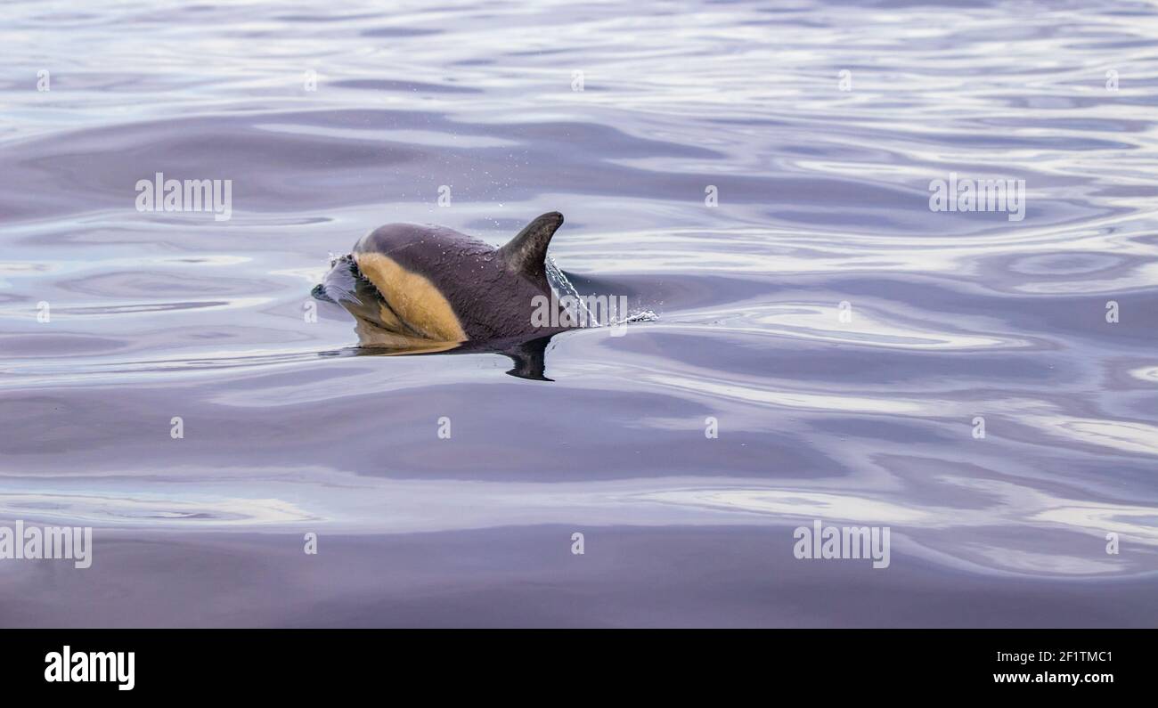 Dauphin commun aux îles des Açores, activité d'observation des baleines, grande expérience. Banque D'Images